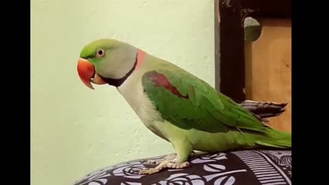 Parrot taking