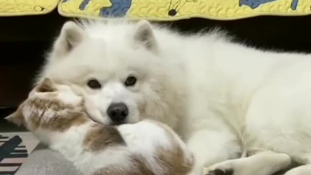 Funny animals, Cutest Animals, Love between dog and a cat ! watch till the end !🤩🤩🤩