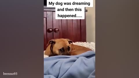 Funny Dogs That Got the Wrong Idea Funny Dogs That Got the Wrong Idea