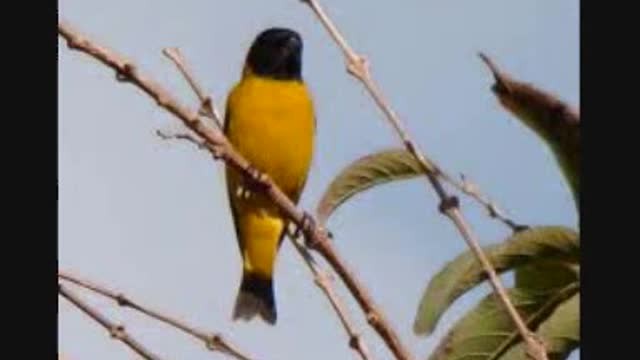 Birds of Brazil - 8. Carduelis carduelis