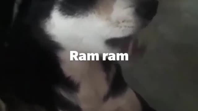 Dog trying to talking ram ram ( namste) in indian style