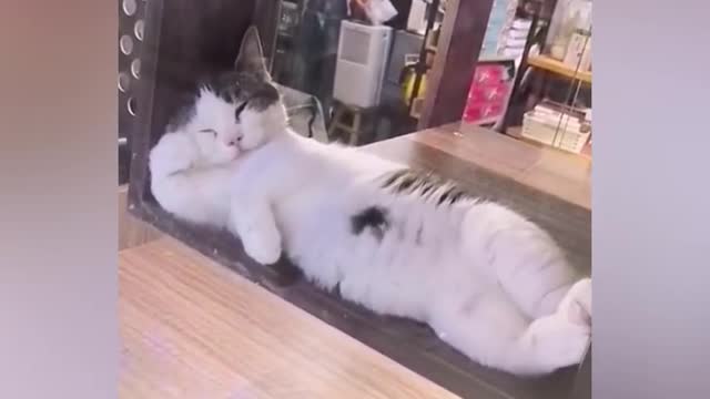 OMG So Cute ♥ Best Funny Cat Videos 2021 _30(720P_HD).mp4