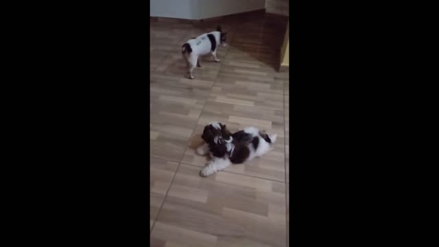 my cute little dogs playing together