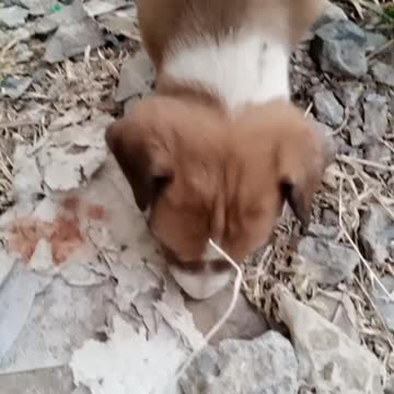 Silly pup tries so hard to catch a buzzing bee in. Dog