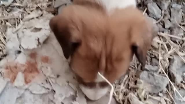 Silly pup tries so hard to catch a buzzing bee in. Dog