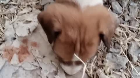 Silly pup tries so hard to catch a buzzing bee in. Dog