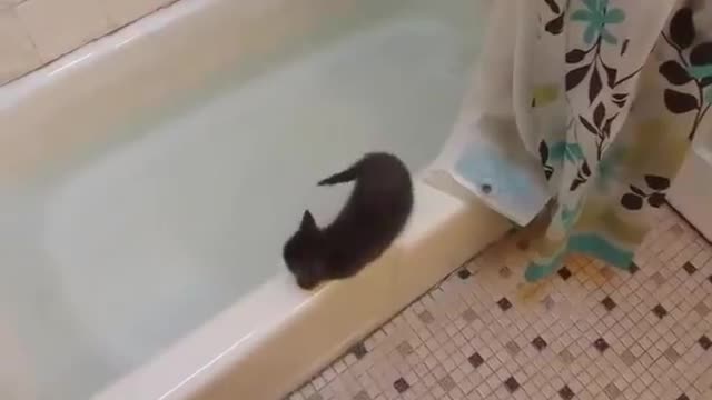 Funny Kitten jumps in bath tub