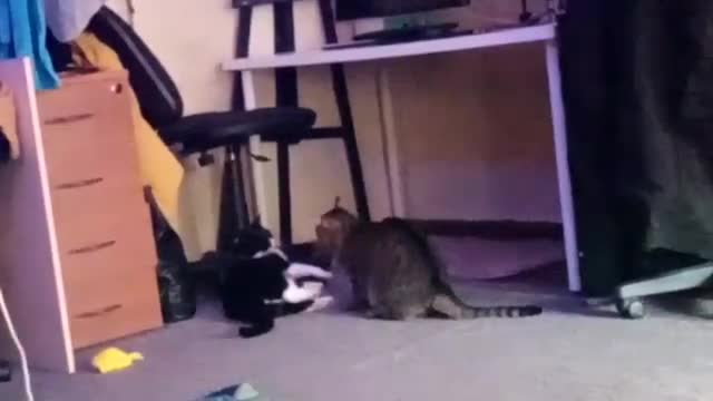 fight cat club