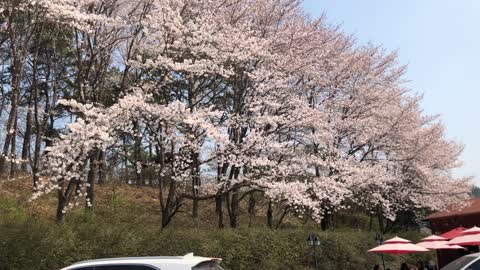 Cherry blossoms in the mountains