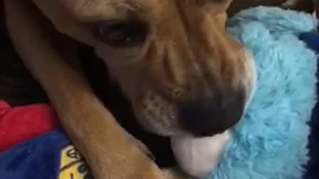 Tan dog bites her blue stuffed bear and holiday toys