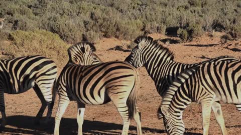 A Group Of Zebras In An Open Field