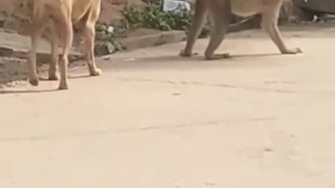dog and monkey funny very video