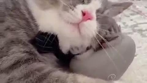 Gato recebendo massagem