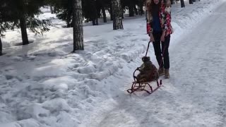 Raccoon Rides a Sleigh