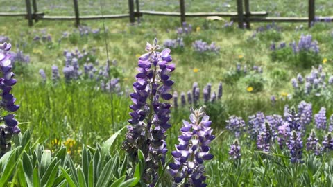 Bighorn National Forest Meadow