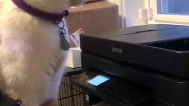 Funny Cats😁😁😁