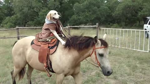 Dog rides her Horse