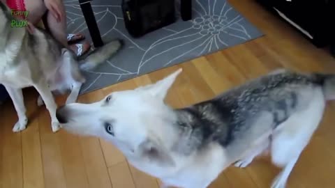 Isn't it cute, the dog can even talk! The super cute husky dog said: ``i love you!''