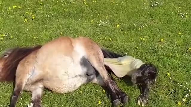 Giving birth is a natural process, watching it is like priceless #nature #news