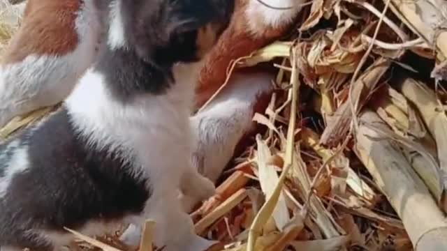 The daily life of the puppy is to tease other small animals everywhere