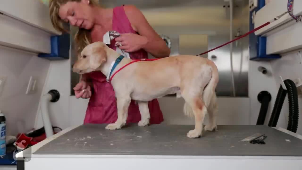 Homeless Dog Gets Makeover That Saves His Life!