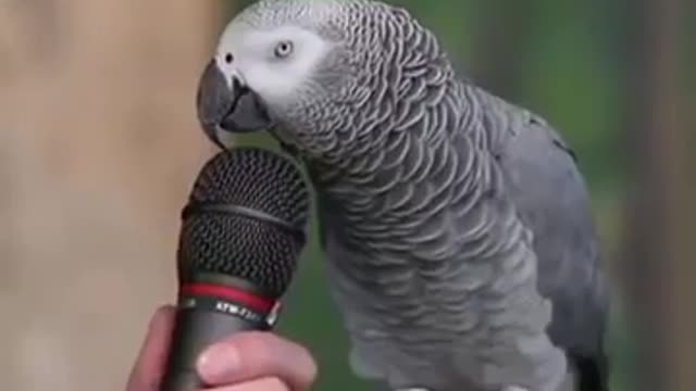 Parrot talkingso cute