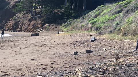 Wild Coyote Walks under Golden Gate Bridge