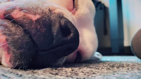 Sleepy snoring Dog