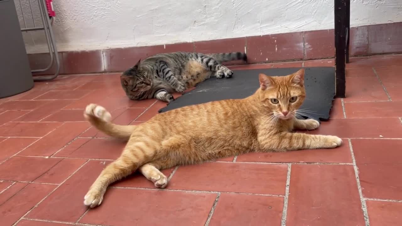 Funny Cats Playing #11 - Funny Videos