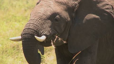 An elephant eats grass with his trunk on the African plains