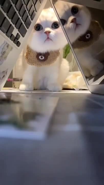 .cute and funny cat shorts❤#shorts #cat #cutecat