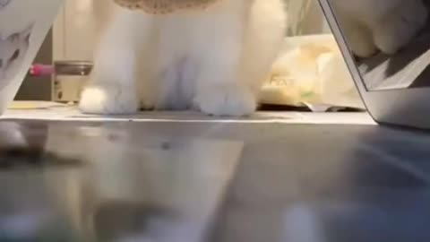 .cute and funny cat shorts❤#shorts #cat #cutecat