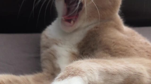 Kitcat bath