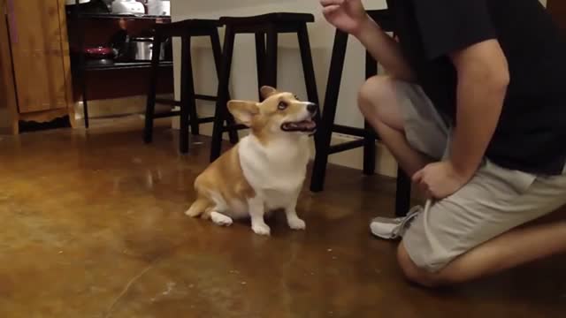 Corgi Balance