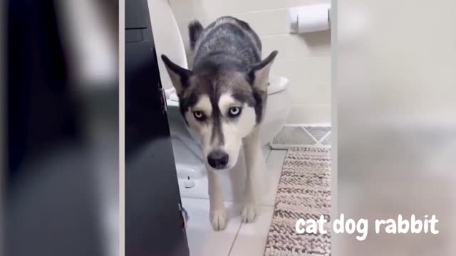funny animals for good mood :)
