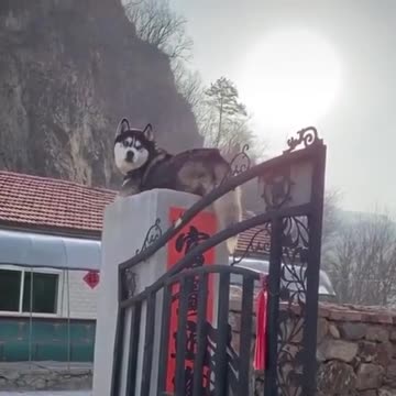 Siberian Husky thinks he is a Cat!.mp4