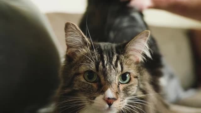 A person petting cat