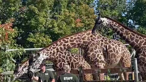 Giraffe feeding time