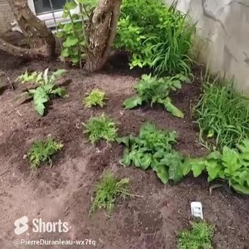 Urban Garden Planting - part 2