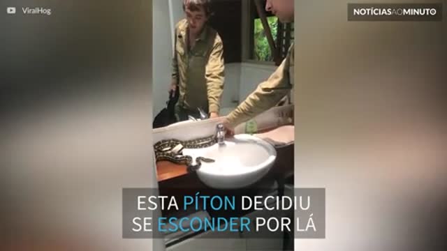 Píton é encontrada dentro de banheiro na Austrália