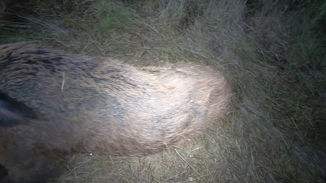 AR 10 308 Fast draw monster wild boar feral pig hog night hunt