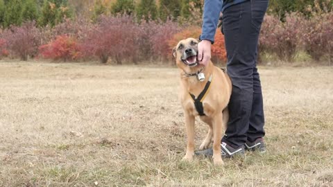 Dogs on leashes and their owners pet with Love