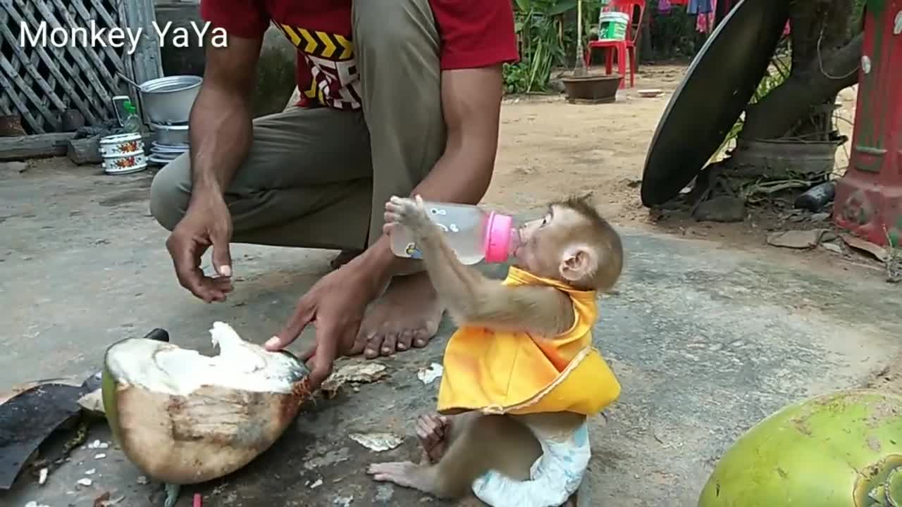 The Baby Monkey Want To Coconut Juice,And ,Wants Help Chopping