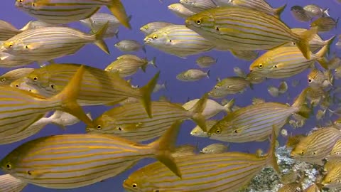 Diving Underwater