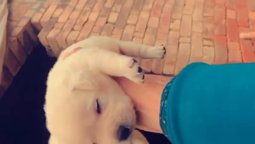 cute dog video