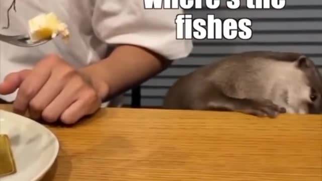 Funny animals voiceovers