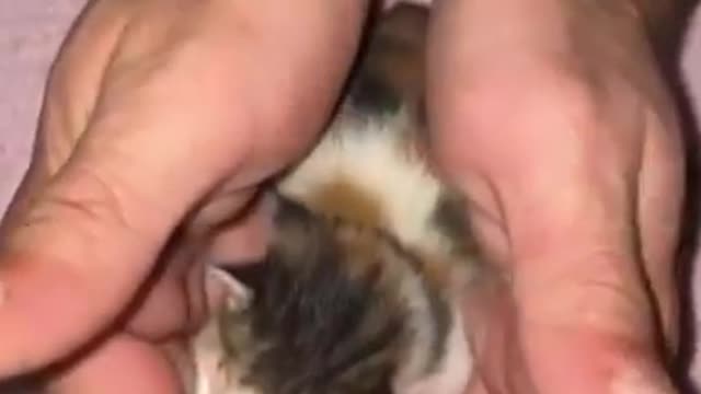 Cute little cat in hand