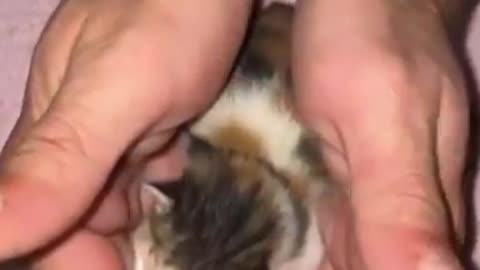 Cute little cat in hand