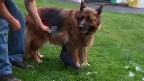 Crow loves my dog's hair