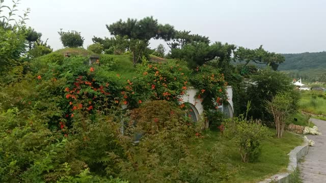 This house is covered with morning glory